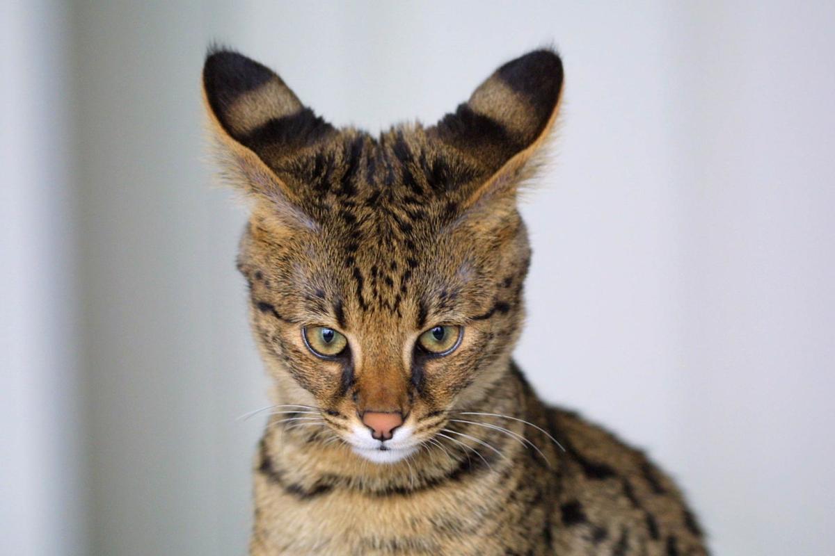 Officials House Cat Mistaken For Mountain Lion Cub In Helena