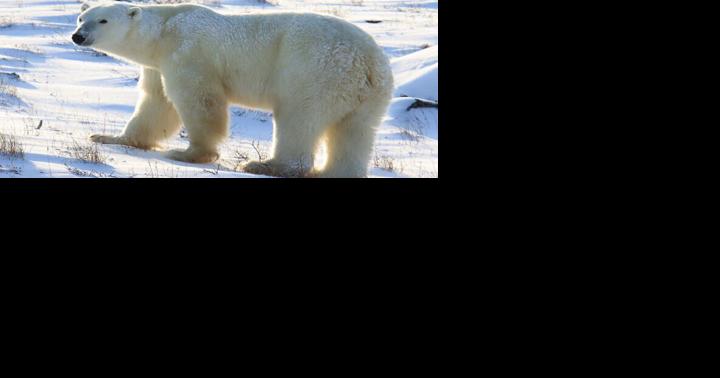 And the bear kept coming: Adventures with a legendary Montana bear biologist - Vimarsana News