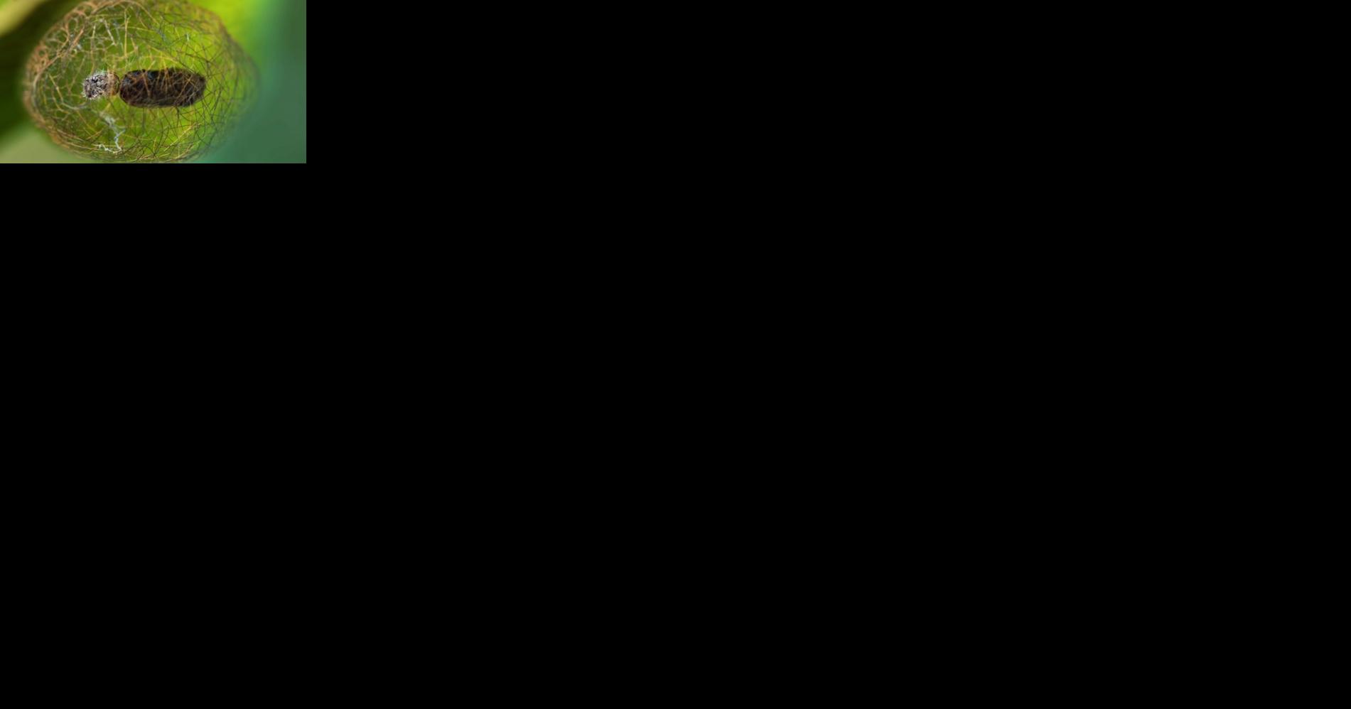 Missoula's wildlife film fest announces winners - Vimarsana News