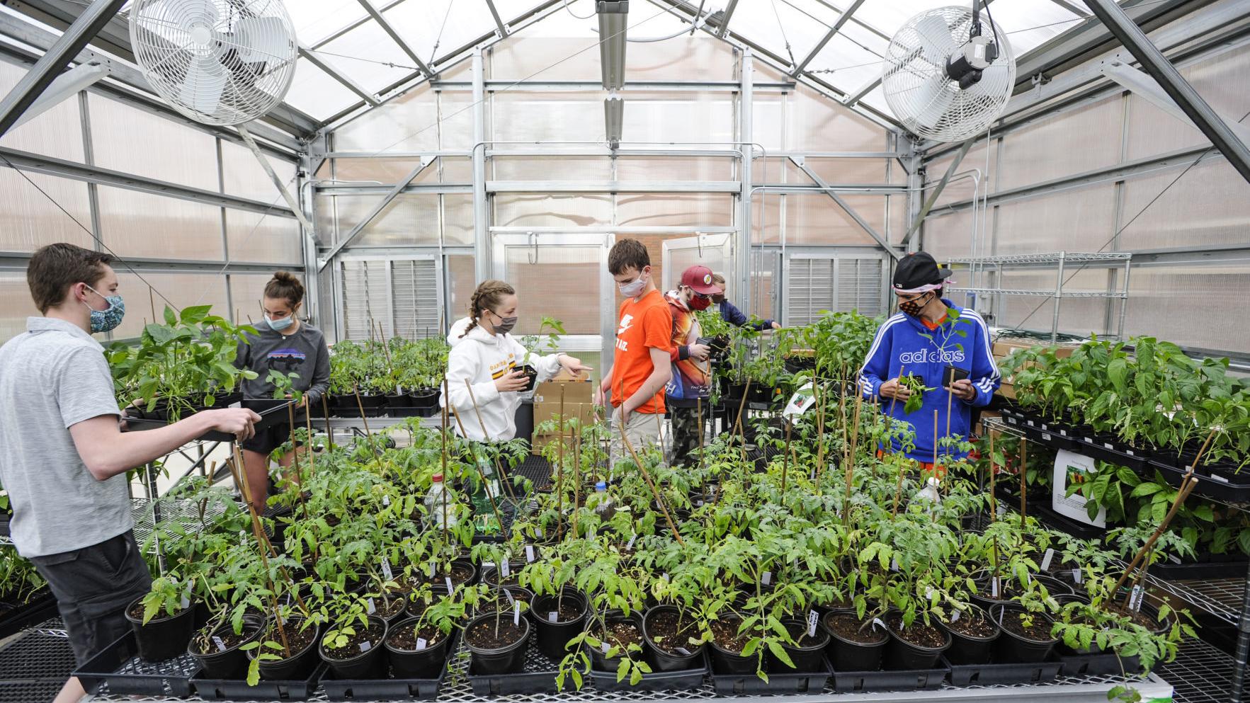 Capital High to sell first crop from new greenhouse - Vimarsana News