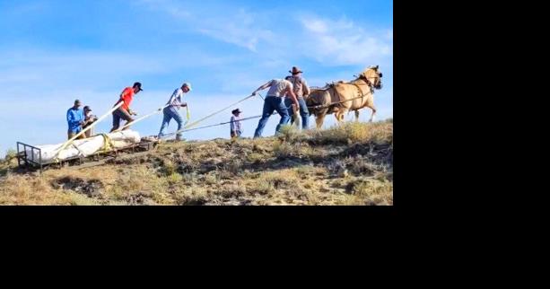 Horse power skids dinosaur fossil off steep Montana hillside for Miami museum - Vimarsana News