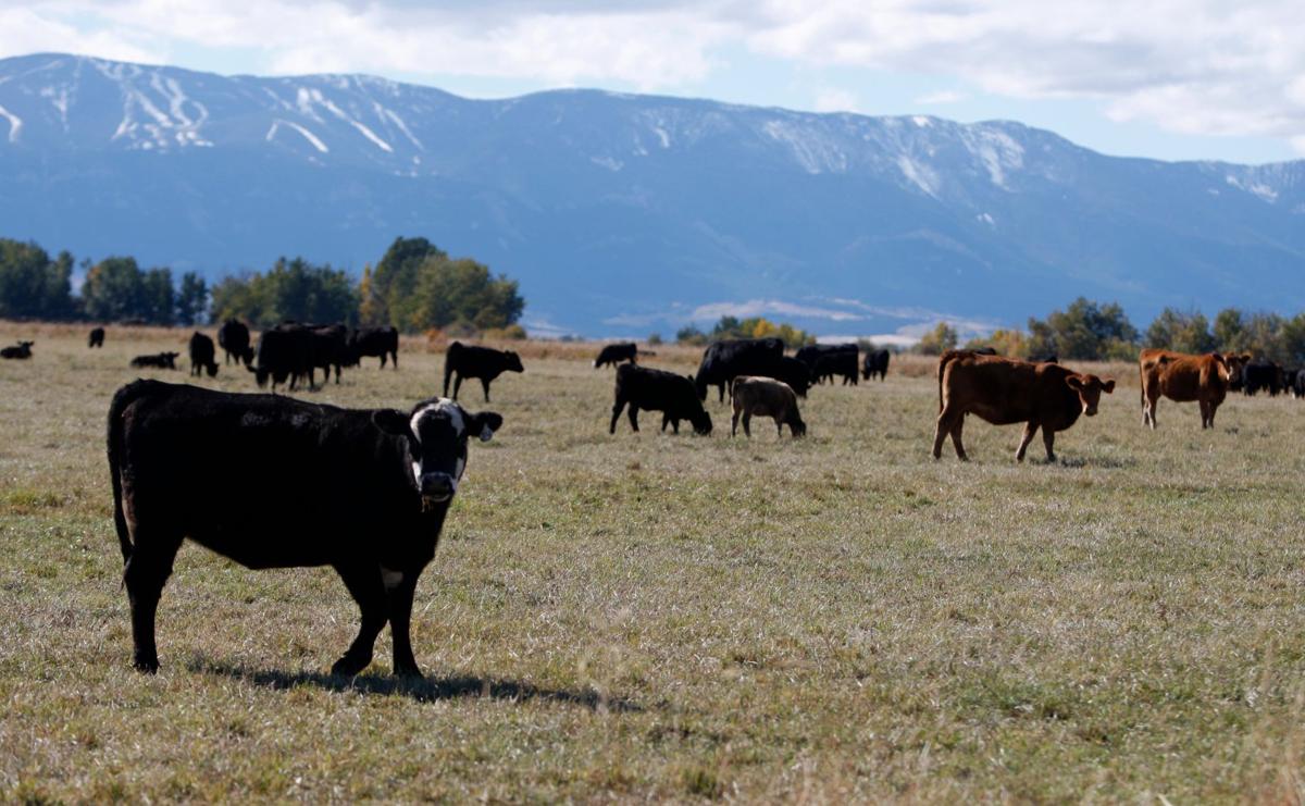 Important Tips On Raising Wagyu Cattle