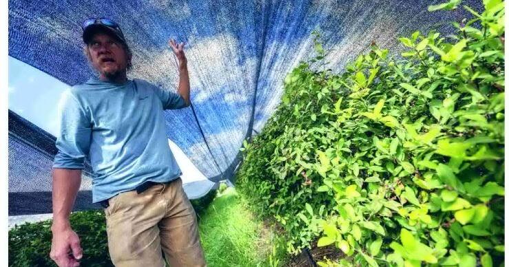 RESEARCHERS STUDY HONEYBERRIES AS CROP