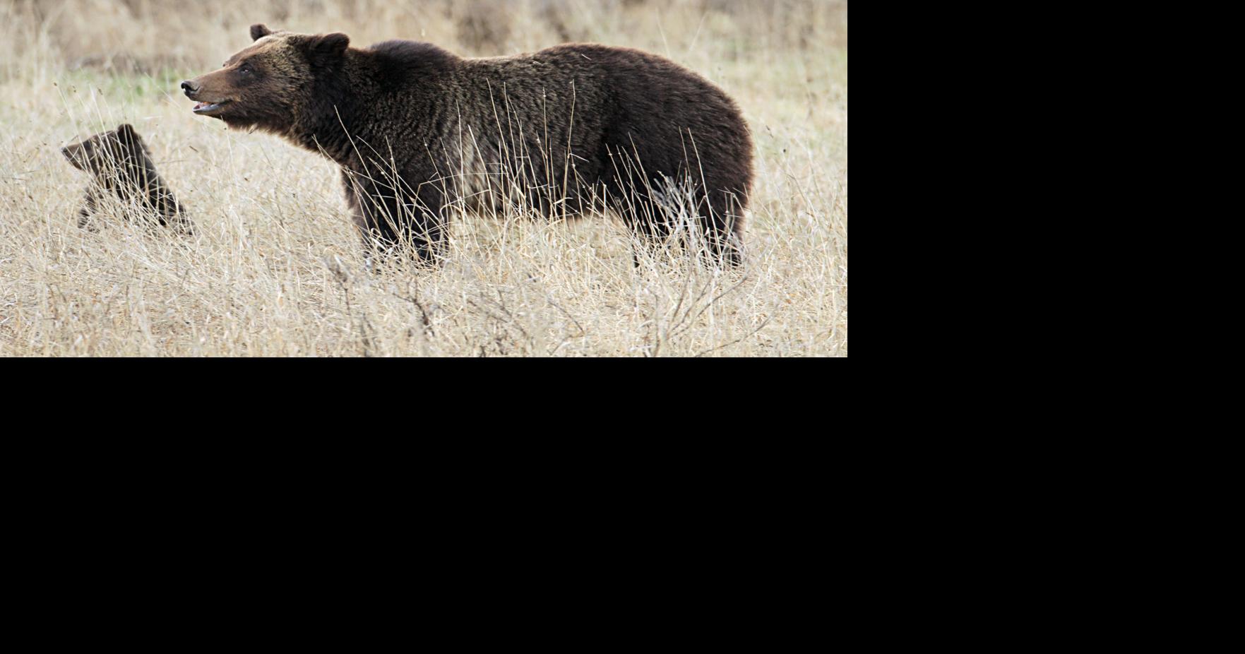 FWP responds to increasing number of grizzly and black bear incidents