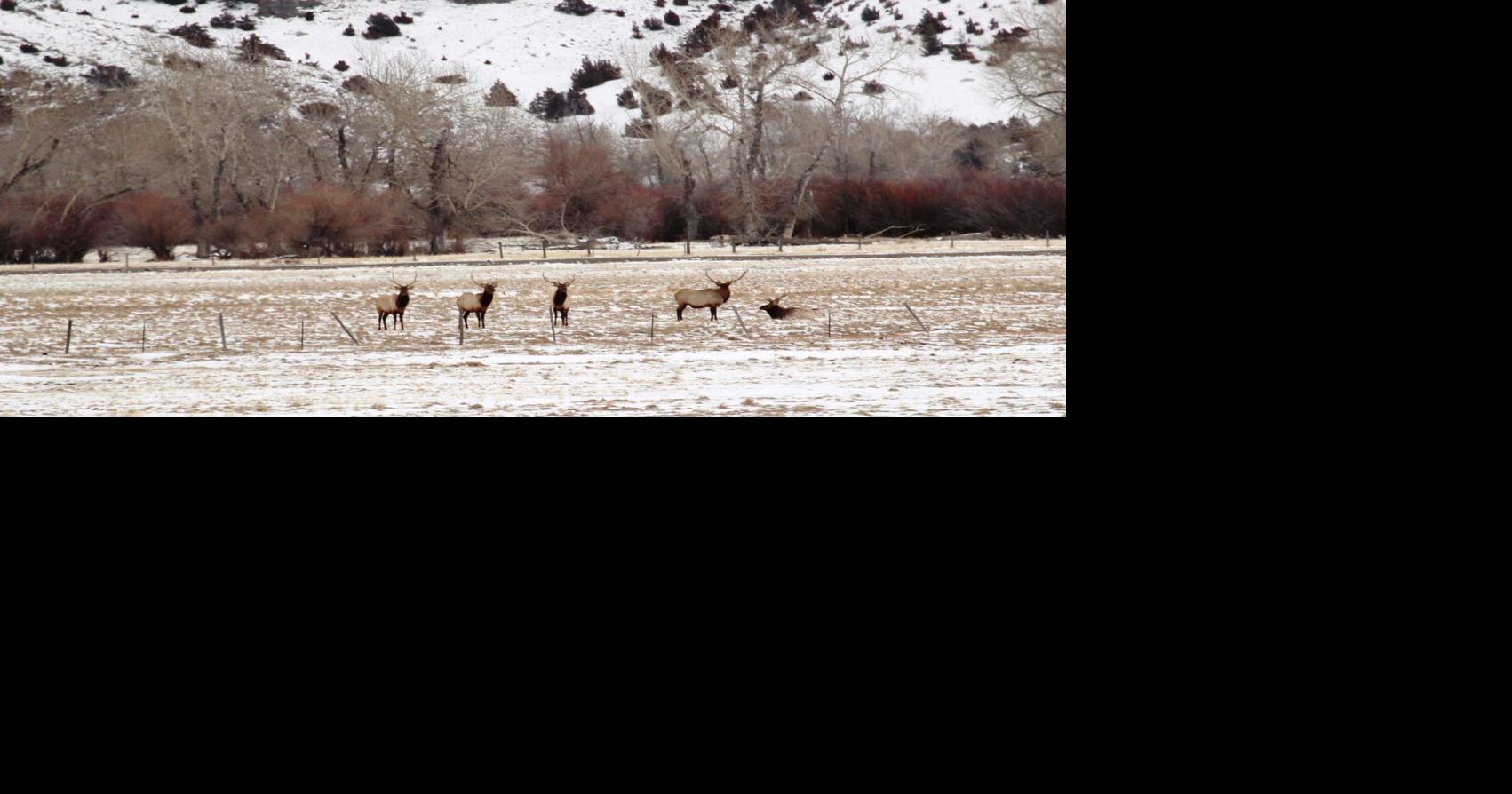Montana biologists cautiously optimistic about big game winter survival
