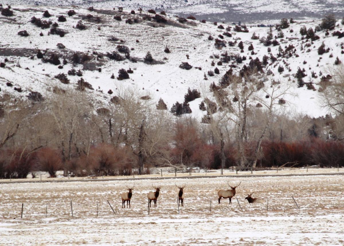 Herd of elk near Boulder