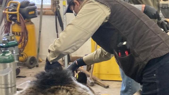 Grizzly wanders near Drummond - Vimarsana News