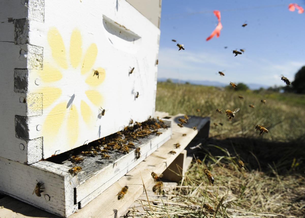 Backyard Beekeeping Basics State Regional Helenair Com