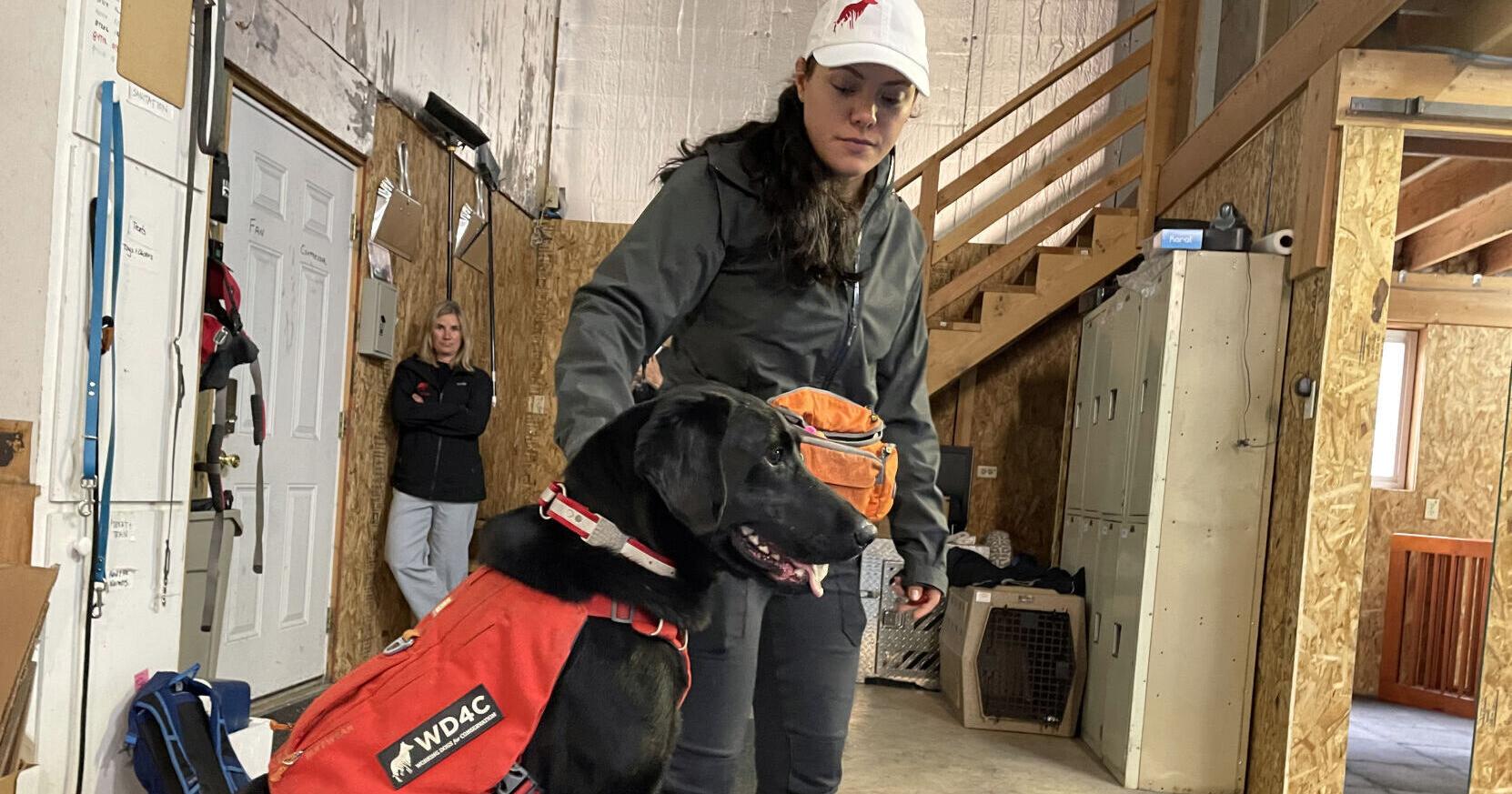 Montana's Blackfeet tribe to use dogs to sniff out disease and contaminants - Vimarsana News