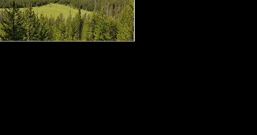 Logging project near Yellowstone National Park enters final round of consideration - Vimarsana News