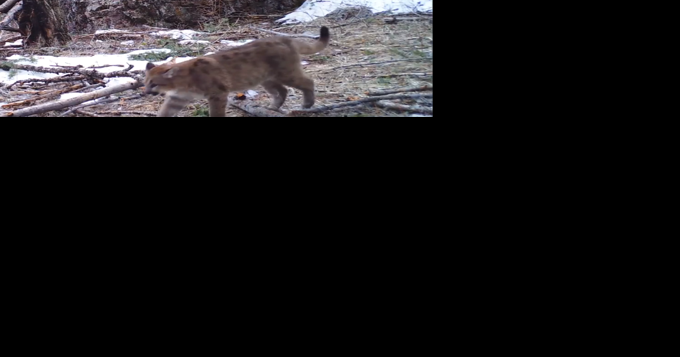 A rarity: Mountain lion family in Montana caught on camera in 2021, and again in 2022 - Vimarsana News