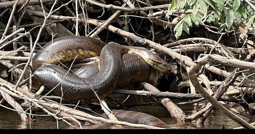 Snakes of Nebraska  Nebraska Game & Parks Commission