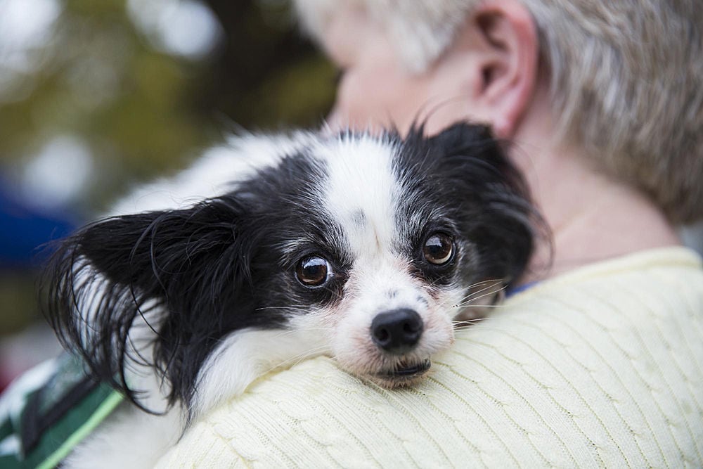 Pads for Paws helps pets and their people