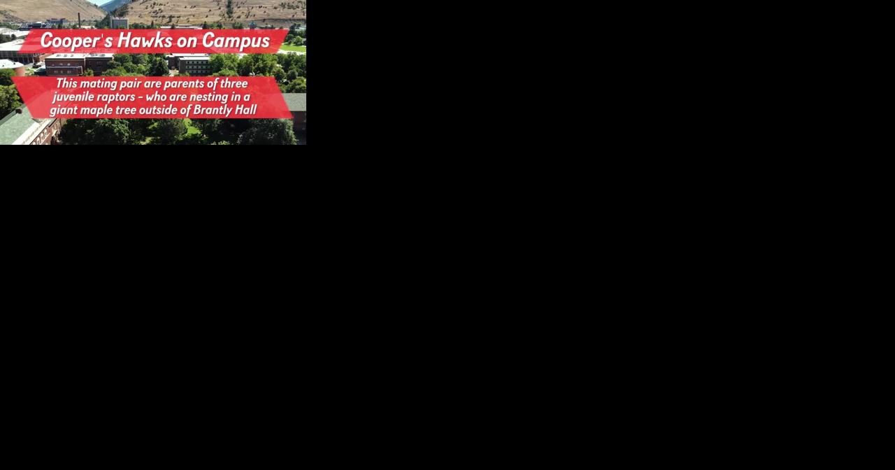 Cooper's Hawks on Campus - Vimarsana News