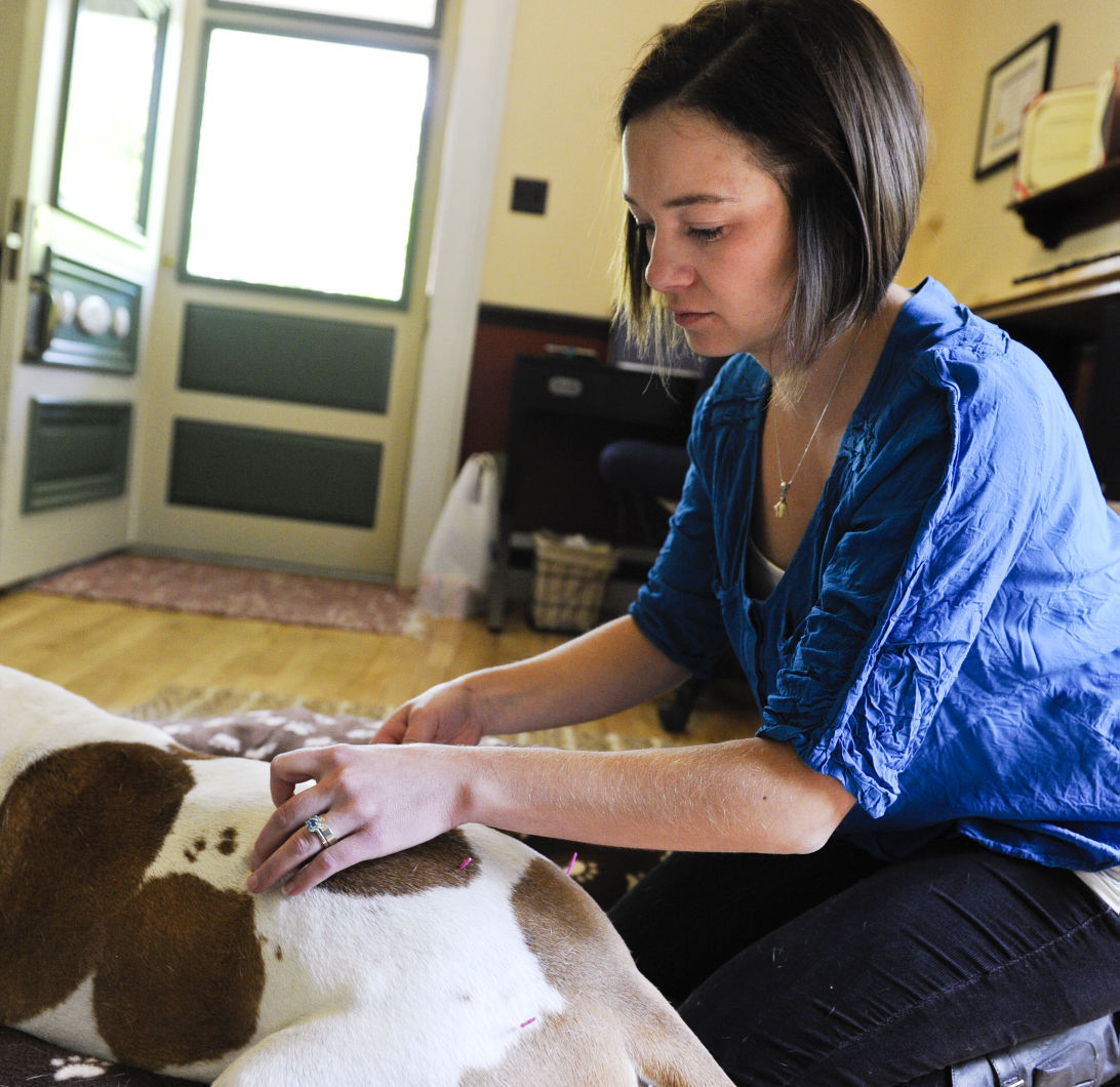 Veterinary acupuncturist brings Chinese methods to Helena Local