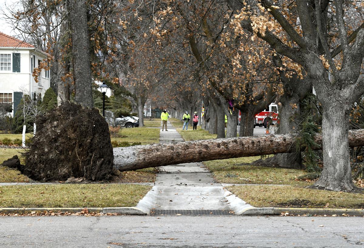 'Mountain wave' rips into Missoula, topples trees State & Regional