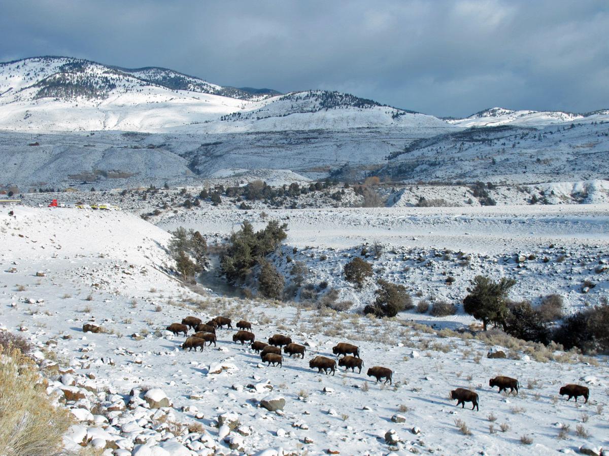 Yellowstone bison