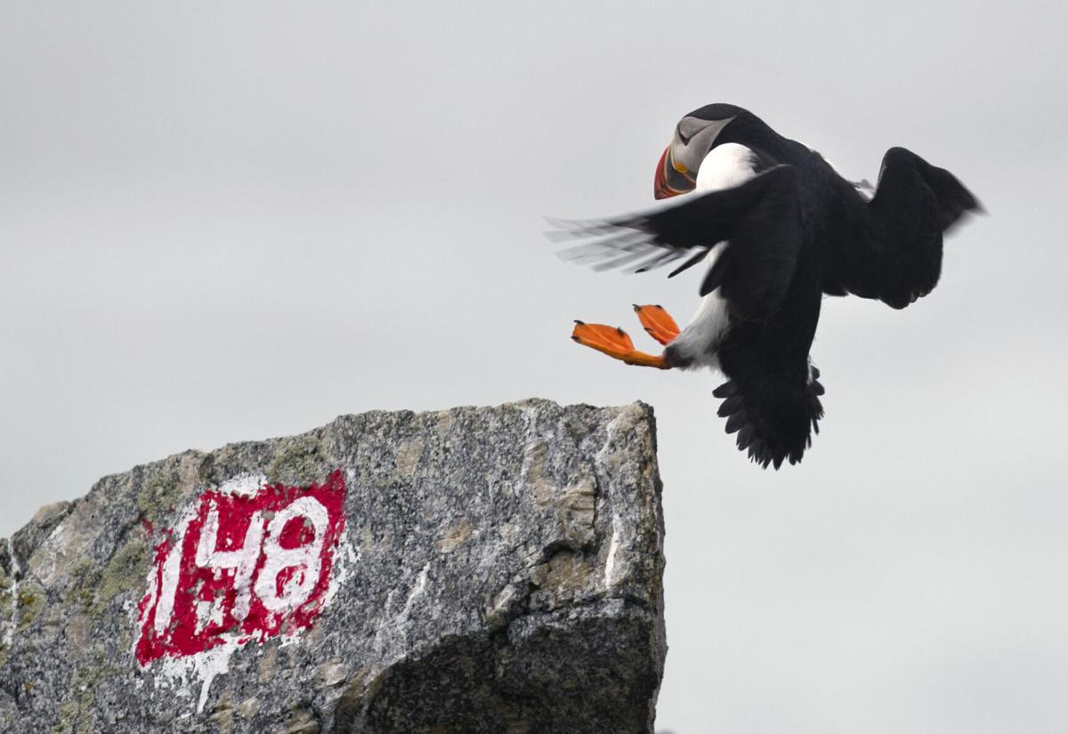 Maine puffins are rebounding and enjoying sand lance