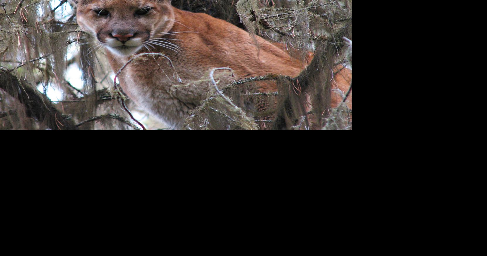 Montana to dramatically increase mountain lion hunting quotas