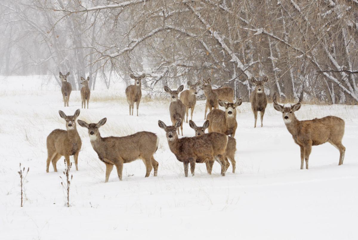 Herd of mule deer