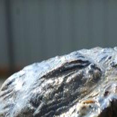 Fwp Officials Ban Red Eared Slider Turtles Local Helenair Com
