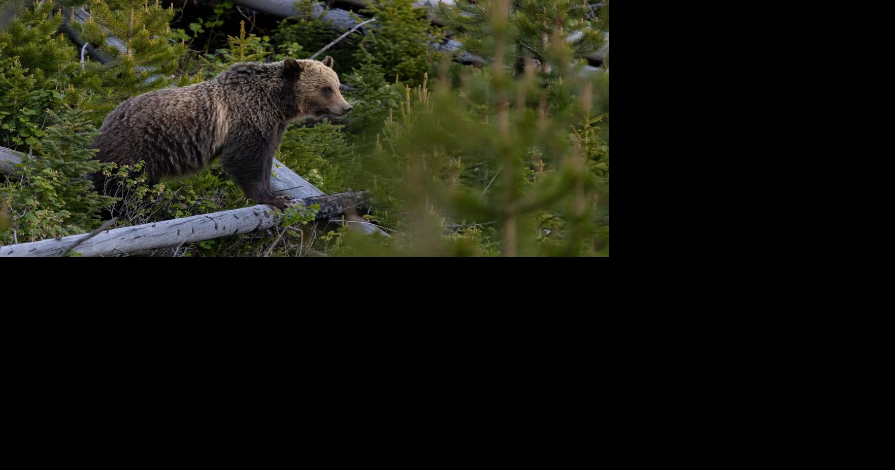 Facebook-famous grizzly bears euthanized in Lincoln after 10 days of conflicts over food Sep 10, 2026 8 mins ago