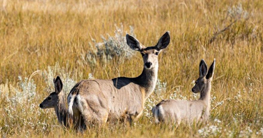 Montana FWP: Mild winter benefits mule deer in some southwest Montana herds