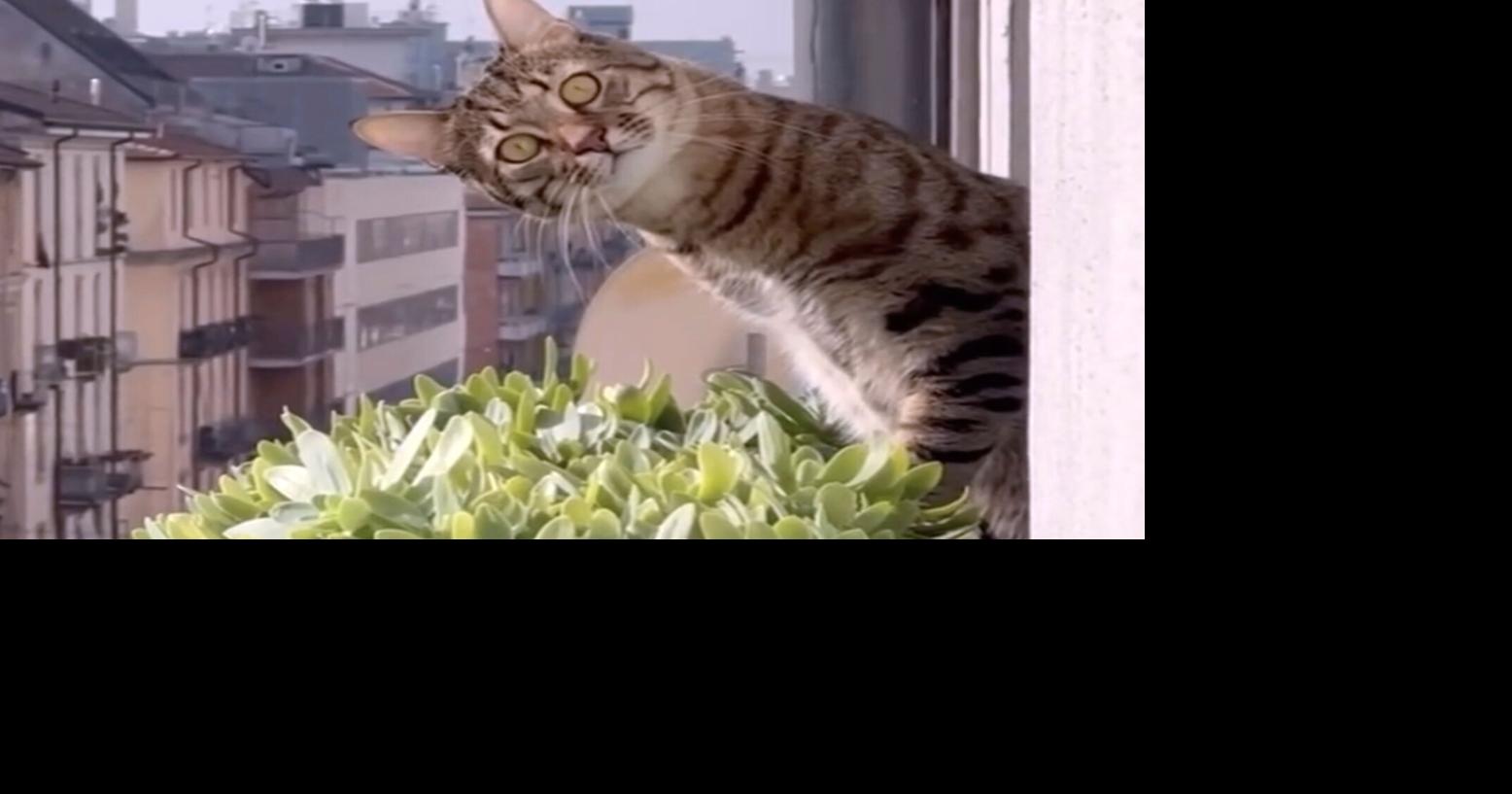 Now playing in movie theaters: 73 minutes of cat videos, for a good cause