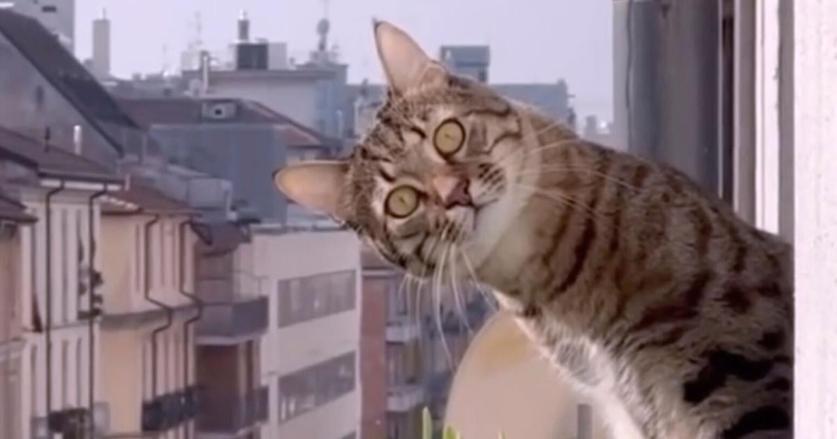 Now playing in movie theaters: 73 minutes of cat videos, for a good cause