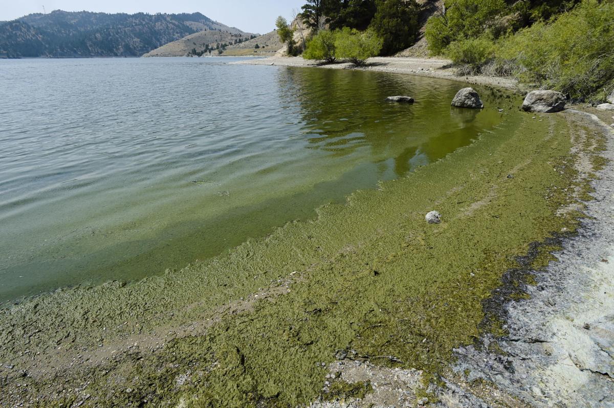 Potentially harmful bluegreen algae reported in Helena reservoirs