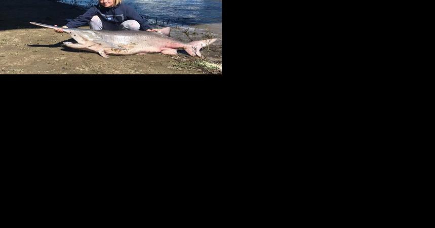 Pallid sturgeon passage: New dam bypass on Yellowstone River luring fish upstream - Vimarsana News