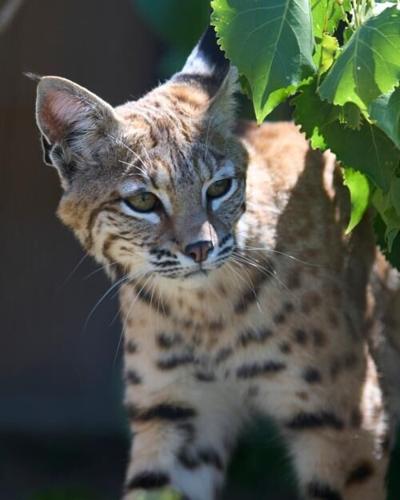 Montana State supports wildlife conservation through multi-year partnership with ZooMontana