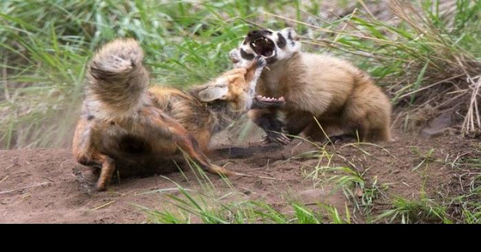 Wild fight for Yellowstone real estate