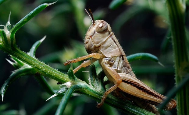 After population jump, grasshopper numbers crash