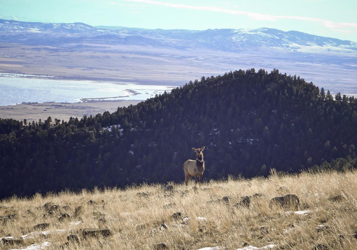 Elkhorn elk study