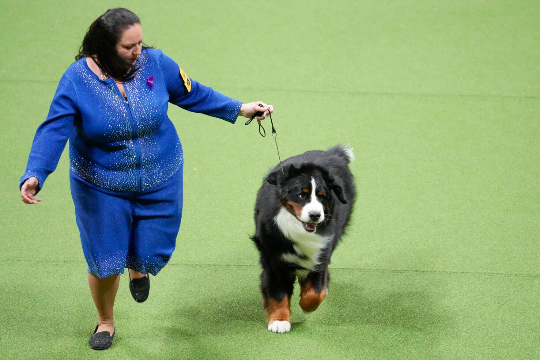 Bernese mountain deals dog westminster