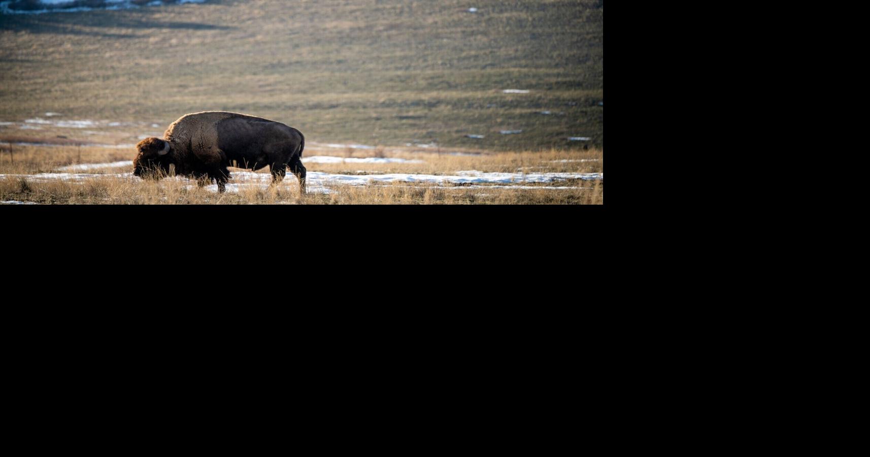 CSKT Bison Range auctioning 50 buffalos from historic herd