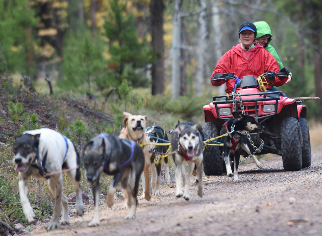 firewind training kennels