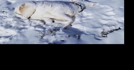 Disease outbreak suspected in 200 Wyoming pronghorn deaths - Vimarsana News