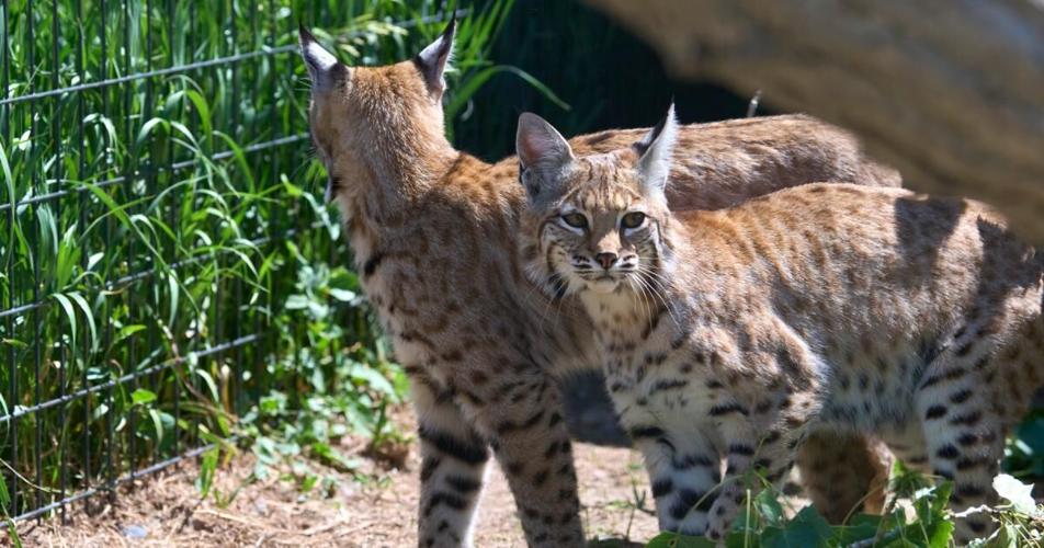 Montana State supports wildlife conservation through multi-year partnership with ZooMontana