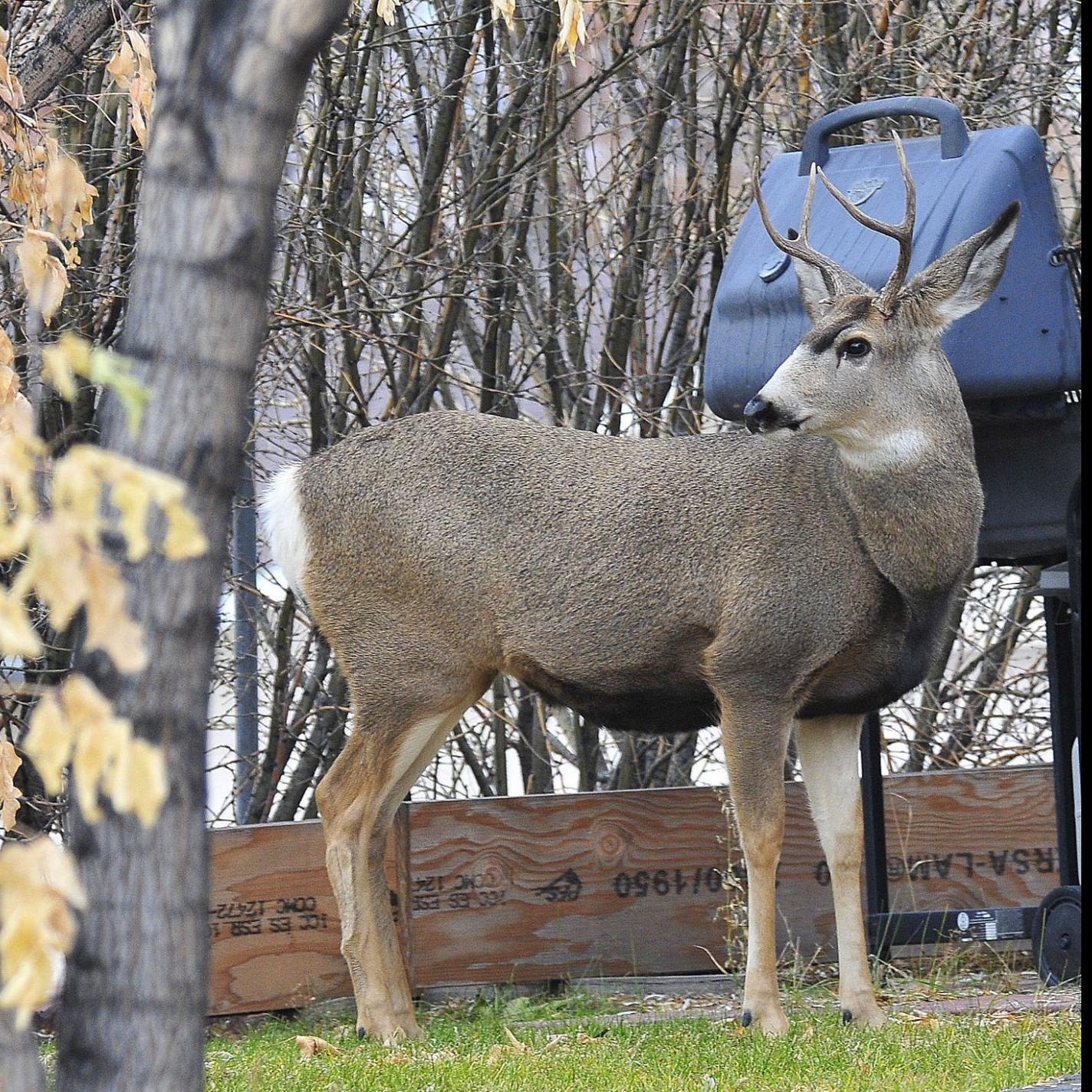 Helena Receives Approval For Deer Cull But No Funding For Second Year Montana Untamed Helenair Com