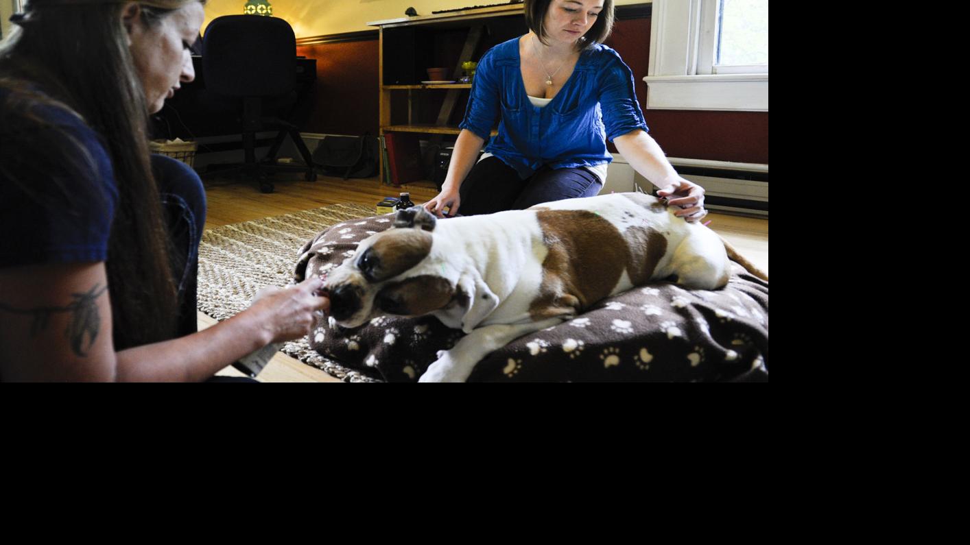 Veterinary acupuncturist brings Chinese methods to Helena Local