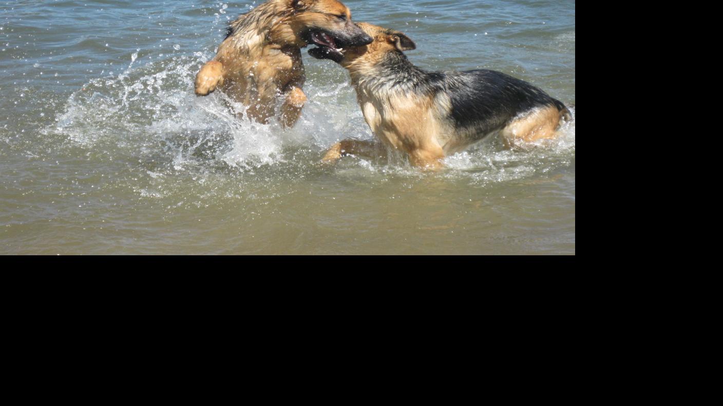 Reader photos: Pets gone wild | YourShot: Reader-submitted ...