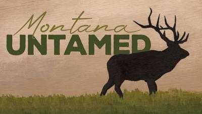 untamed logo.jpg