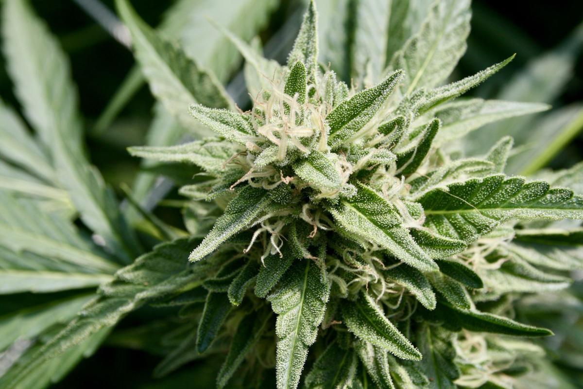 California Governor Says Marijuana Legalization Is A 'Civil Rights' Matter  Amid Mass Protests Over Racial Injustice - Marijuana Moment