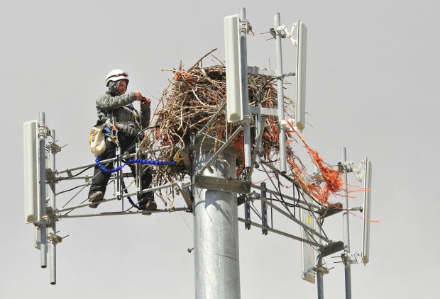 osprey nest removal