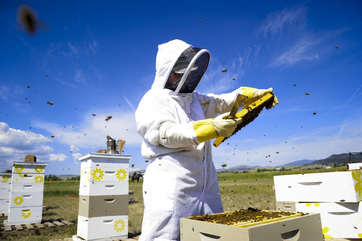 Backyard Beekeeping Basics State Regional Helenair Com