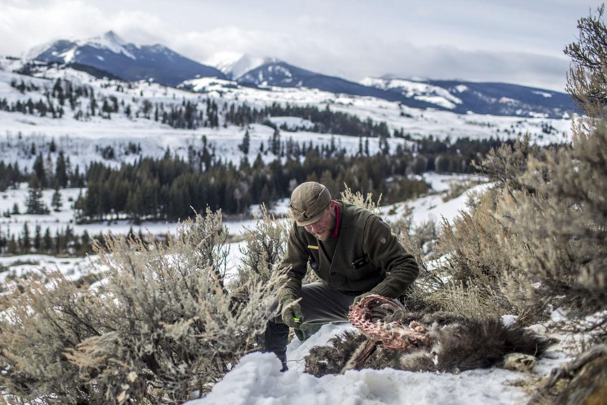 Wyoming wolf packs fight for territory as elk herds move Outdoors