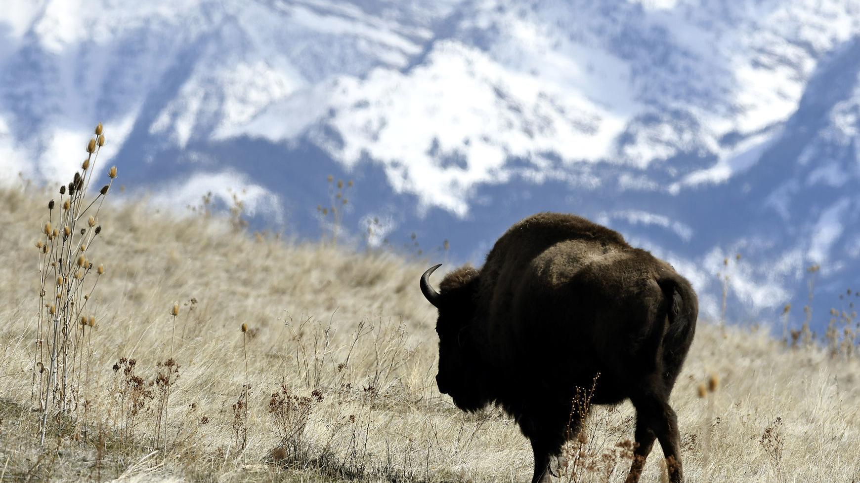 Range restored: Feds return bison preserve to CSKT - Vimarsana News