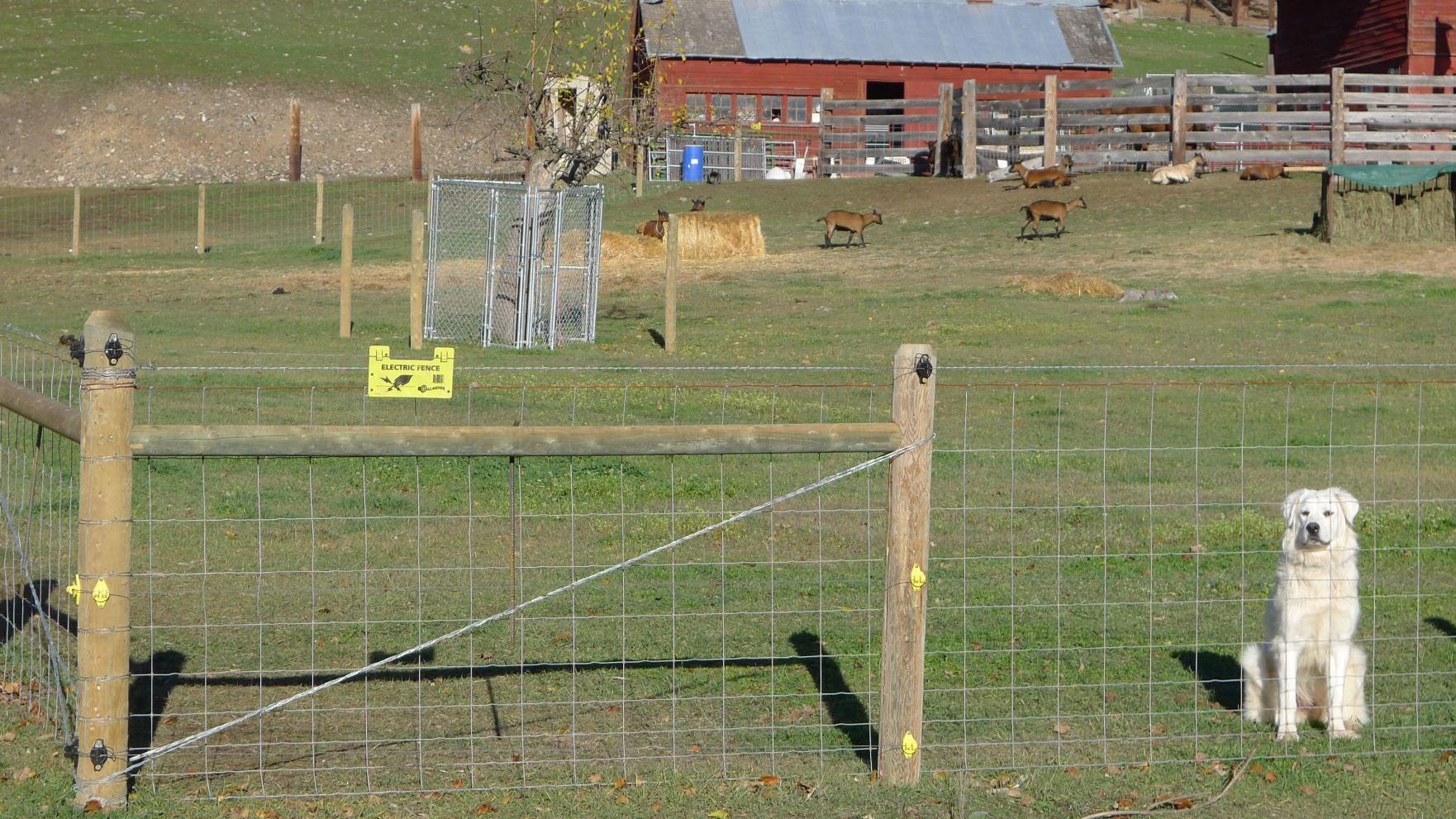 Federal funds help Montana coalition fence out grizzly bears, wolves - Vimarsana News
